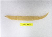 藏品(糯鰻)的圖片